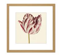 Artery8 Red White Tulip Flowers Nature Painting 8X8 Inch Square Wooden Framed Wall Art Print Picture with Mount in Light Oak Artery8 Light Oak