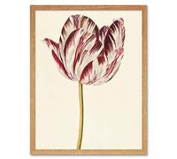 Artery8 Red White Tulip Flowers Nature Painting Art Print Framed Poster Wall Decor 12x16 inch