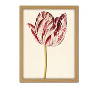 Artery8 Red White Tulip Flowers Nature Painting Artwork Framed Wall Art Print 18X24 Inch