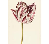 Artery8 Red White Tulip Flowers Nature Painting Premium Wall Art Canvas Print 18X24 Inch
