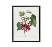 Artery8 Redcurrant Berries and Butterfly Black Framed Canvas Wall Art Print 12X16 Artwork By Redoute : Nature Study Combining Delicate Line And Colour For Stylish Living Room Walls