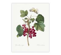 Artery8 Redcurrant Berries and Butterfly XL Extra Large Wall Art Poster Print 24X32 Artwork By Redoute : Nature Study Combining Delicate Line And Colour For Stylish Living Room Walls