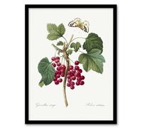 Artery8 Redcurrant Berries & Butterfly Redoute Vintage Framed Wall Art Print in White | Size: A4 Artery8 White A4