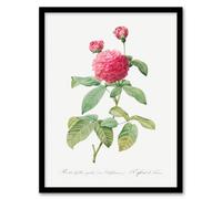 Artery8 Redoute Framed Wall Art Agatha Rose Vintage Botanical Illustration in White | Size: A3 Artery8 White A3