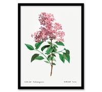 Artery8 Redoute Framed Wall Art Chinese Lilac Vintage Floral Illustration in White | Size: A3 Artery8 White A3