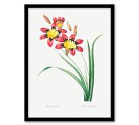 Artery8 Redoute Framed Wall Art Harlequin Flowers Vintage Floral Illustration in White | Size: A4 Artery8 White A4