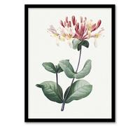 Artery8 Redoute Framed Wall Art Honeysuckle Vintage Botanical Illustration in White | Size: A4 Artery8 White A4