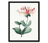 Artery8 Redoute Framed Wall Art Honeysuckle Vintage Botanical Illustration in White | Size: A4 Artery8 White A4