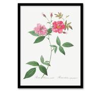 Artery8 Redoute Framed Wall Art Hudson Rosehip Vintage Botanical Illustration in White | Size: A3 Artery8 White A3