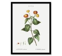 Artery8 Redoute Framed Wall Art Lantana Plant Vintage Botanical Illustration - A4 Size