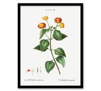 Artery8 Redoute Framed Wall Art Lantana Plant Vintage Botanical Illustration in White | Size: A4 Artery8 White A4