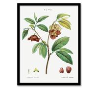 Artery8 Redoute Framed Wall Art Papaw Tree Vintage Botanical Illustration in White | Size: A3 Artery8 White A3