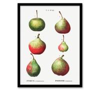 Artery8 Redoute Framed Wall Art Pear Fruit Varieties Vintage Illustration - A3 Size