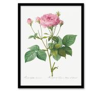 Artery8 Redoute Framed Wall Art Print Gallic Rose Vintage Flower Illustration in White | Size: A4 Artery8 White A4