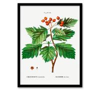 Artery8 Redoute Framed Wall Art Print Hawthorn Vintage Botanical Illustration in White | Size: A3 Artery8 White A3