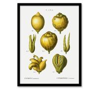 Artery8 Redoute Framed Wall Art Print Lemon Citrus Fruit Vintage Illustration - A4 Size