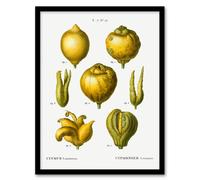 Artery8 Redoute Framed Wall Art Print Lemon Citrus Fruit Vintage Illustration in White | Size: A4 Artery8 White A4