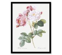 Artery8 Redoute Framed Wall Art Vintage Pink Rosebush Flowers Illustration - A3 Size