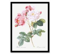Artery8 Redoute Framed Wall Art Vintage Pink Rosebush Flowers Illustration in White | Size: A4 Artery8 White A4