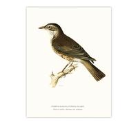 Artery8 Redwing Bird Turdus Iliacus Unframed Wall Art Print Poster 12X16 Artwork By Von Wright : Detailed Bird Study Perfect For Hallway Or Lounge Adding Natural Beauty Precision And Calm Tone