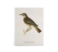 Artery8 Redwing Bird Turdus Iliacus Von Wright Vintage Canvas Wall Art in White | Size: W18" x H24" Artery8 White W18" x H24"