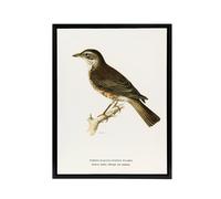 Artery8 Redwing Bird Turdus Iliacus Von Wright Vintage Framed Canvas Wall Art in White | Size: W18" x H24" Artery8 White W18" x H24"