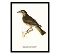 Artery8 Redwing Bird Turdus Iliacus Von Wright Vintage Framed Wall Art Print in White | Size: W12" x H16" Artery8 White W12" x H16"