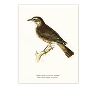Artery8 Redwing Bird Turdus Iliacus Von Wright Vintage Wall Art Print Poster in White | Size: W12" x H16" Artery8 White W12" x H16"