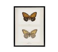 Artery8 Regal Fritillary Butterfly Sherman Denton Framed Canvas Wall Art Print in White | Size: W18" x H24" Artery8 White W18" x H24"