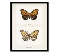 Artery8 Regal Fritillary Butterfly Sherman Denton Framed Wall Art Print in White | Size: A4 Artery8 White A4