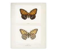 Artery8 Regal Fritillary Butterfly Sherman Denton Wall Art Poster Print 12X16"