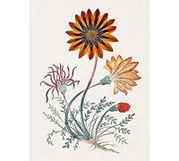 Artery8 Robert Jacob Gordon Widespread Gift Plants Unframed Wall Art Print Poster Home Decor Premium