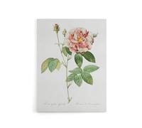 Artery8 Rosa Gallica Giant Rose Floral Redoute Vintage Canvas Wall Art in White | Size: W24" x H32" Artery8 White W24" x H32"