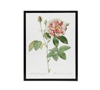 Artery8 Rosa Gallica Giant Rose Floral Redoute Vintage Framed Canvas Wall Art in White | Size: W24" x H32" Artery8 White W24" x H32"