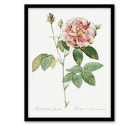 Artery8 Rosa Gallica Giant Rose Floral Redoute Vintage Framed Wall Art Print in White | Size: A4 Artery8 White A4