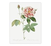 Artery8 Rosa Gallica Giant Rose Floral XL Extra Large Wall Art Poster Print 24X32 Artwork By Redoute : Classic Heritage Rose Artwork Giving Vintage Warmth To Contemporary Interiors