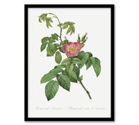 Artery8 Rosa Villosa Flower Bloom Wall Art Print Framed Poster 12x16 inch Artwork By Redoute : Pastel Bloom Plate Bringing Quiet Beauty And Texture To Restful Living Rooms