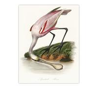 Artery8 Roseate Spoonbill Unframed Wall Art Print Poster 12X16 Artwork By Couaihac : Tropical Bird Illustration Ideal For Study Or Hallway Adding Colour Beauty And Exotic Serenity
