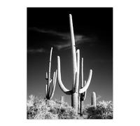Artery8 Saguaro Cactus Arizona Carol M Highsmith Wall Art Poster Print in Grey | Size: W18" x H24" Artery8 Grey W18" x H24"