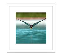 Artery8 Sanchezn Swallow Bird Drinking Swimming Pool Photo 8X8 Inch Square Wooden Framed Wall Art Print Picture with Mount in White Artery8 White