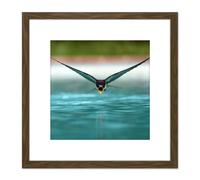 Artery8 Sanchezn Swallow Bird Drinking Swimming Pool Photo 8X8 Inch Square Wooden Framed Wall Art Print Picture with Mount in Brown Artery8 Brown