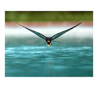 Artery8 Sanchezn Swallow Bird Drinking Swimming Pool Photo Art Print Canvas Premium Wall Decor Poster Mural