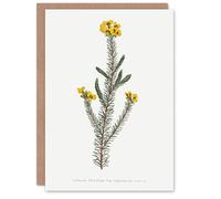 Artery8 Sansom Smooth Parrot Pea Botanical Illustration Blank Art Greeting Card