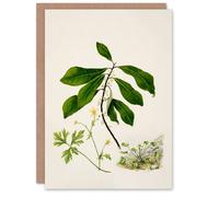 Artery8 Sarah Featon Art Card Caltha New Zealand Marsh Marigold Plant