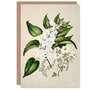 Artery8 Sarah Featon Art Card Hibiscus and Saltmarsh Ribbonwood Flowers