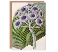 Artery8 Sarah Featon Art Card New Zealand Antarctic Daisy Flowers