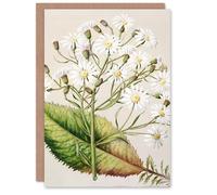 Artery8 Sarah Featon Art Card New Zealand Brachyglottis Hectorii Daisies