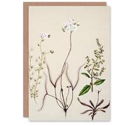 Artery8 Sarah Featon Art Card New Zealand Drosera Arcturi Plant Flowers