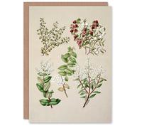 Artery8 Sarah Featon Art Card New Zealand Gaultheria Flowering Plant