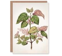 Artery8 Sarah Featon Art Card New Zealand Makomako Flowering Plant